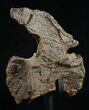 Diplodocus Caudal Vertebra - Dana Quarry #10153-4